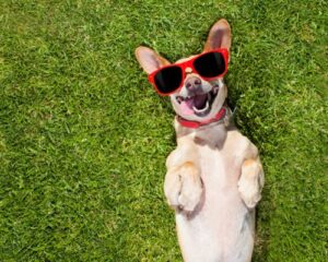 Read more about the article Köpek Korkusu ve Terapi ile Tedavi Yolları: Dostlarımızla Daha Sağlıklı İlişkiler Kurma Rehberi